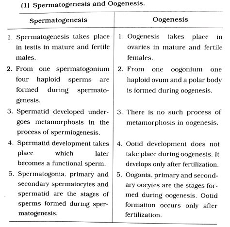 Spermatogenesis And Oogenesis Differences