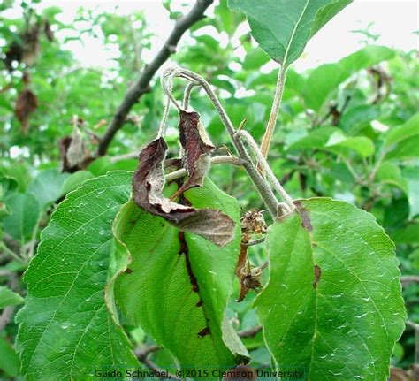 Fire Blight of Fruit Trees | Home & Garden Information Center