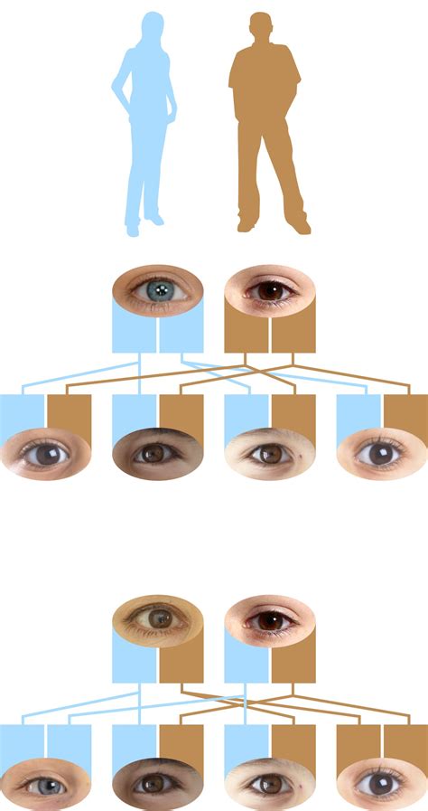 Recessive Genes | Dominant Eye Color | DK Find Out