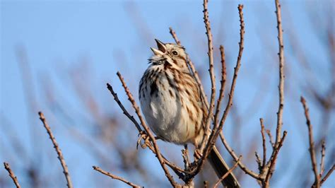 How Do Birds Communicate With Each Other? (All Methods Explained ...