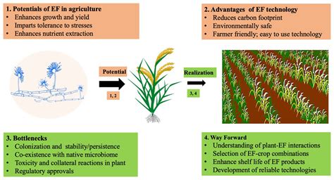 Frontiers | Fungal Endophyte-Mediated Crop Improvement: The Way Ahead