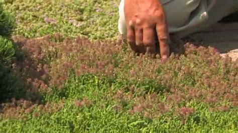 Thyme as a Groundcover - YouTube