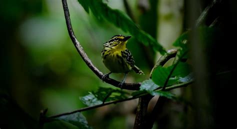 The Birds of the Yasuni - Yasuni Wildlife