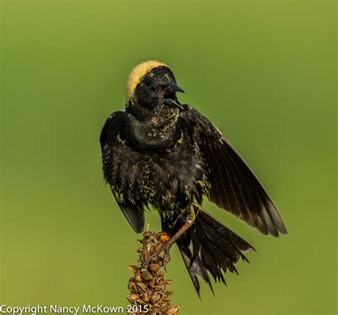 Photographing Bobolinks – and Being Respectful of Bird Habitats | Welcome to ...