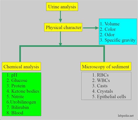 Urinalysis Test Ranges | Hot Sex Picture