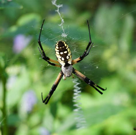 Yellow Garden Spiders Poisonous