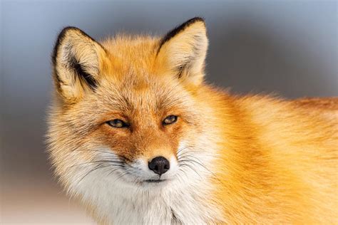 The Red Fox, Vulpes Vulpes #2 Photograph by Petr Simon - Fine Art America