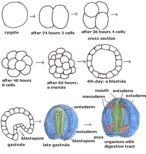 Morula Blastula Gastrula Sketch