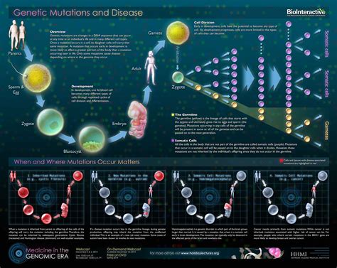 Genetic Mutations and Disease | HHMI BioInteractive