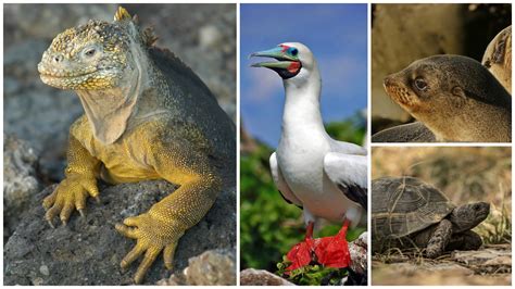 Tips for Your First Visit to the Galapagos Islands - Postcards & Passports