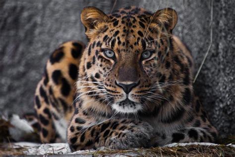 Amur Leopard – Facts, Habitat, Population, Diet, Pictures