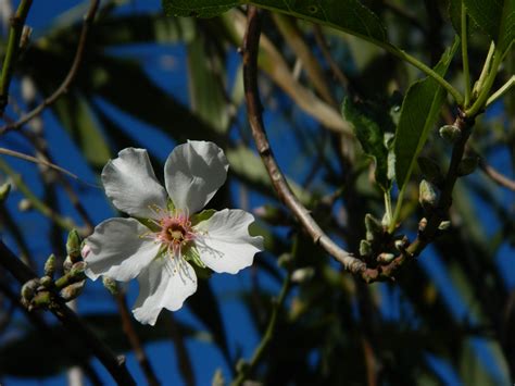 Almond Tree Flower Free Stock Photo - Public Domain Pictures