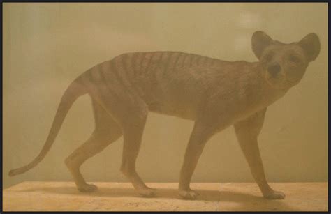 Taxidermied thylacine at the Natural History Museum, Washington DC | Thylacine, Natural history ...