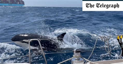 Killer whales attacking boats are ‘playing games for adrenaline rush’