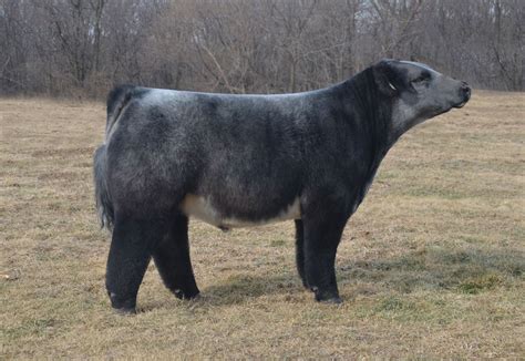 Blue Roan | Blue roan, Show cattle, Show cows