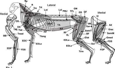 Table 2 from Distribution of muscle fibers in skeletal muscles of the ...