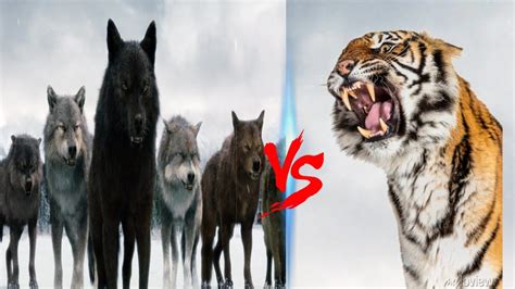 1 Tiger VS 20 Wolves || Siberian Tiger VS Wolf Pack | Can A Siberian Tiger Defeat Entire Wolf ...