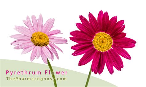 Pyrethrum Flower: Uses, Botanical and Geographical Source, Characters