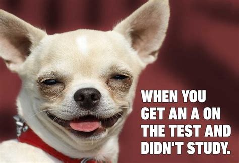 Dog Memes That Are Sure to Make You Smile | Reader's Digest Canada