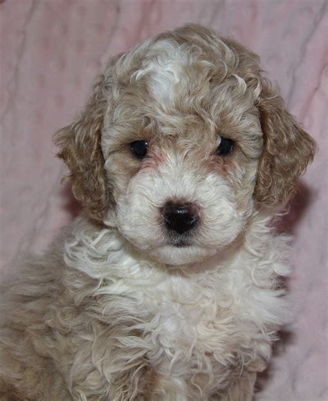 The Moyen Poodle - Premium Moyen Poodle Puppy Breeder in Texas!