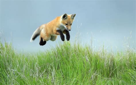 94 best =:> Fox Jump images on Pinterest | Foxes, Fox and Red fox