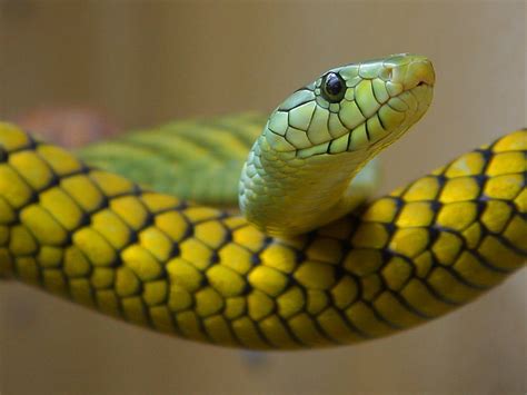 Boomslang Snake – Free To Use Images