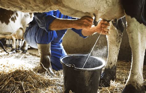 Cow Milk Production Complete Guide - Agric4Profits