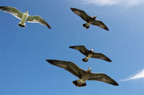 Free Images : sea, nature, wing, sky, air, seabird, flying, fly, wildlife, wild, high, beak ...