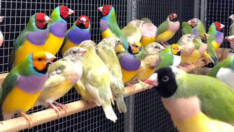 Choosing Breeding Gouldian Finch Pairs