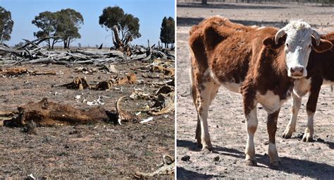 RSPCA shares horrific images of malnourished cows during drought