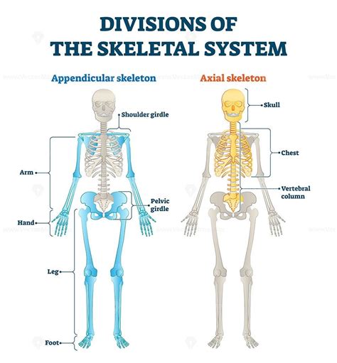 Divisions of appendicular and axial skeletal system labeled explanation ...