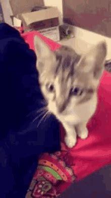 Cat Boop GIFs | Tenor