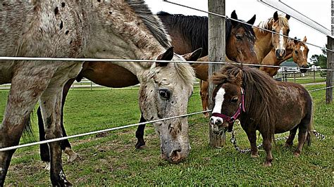 World Smallest Horse Thumbelina- Guinness Record Holder – Horse Spirit