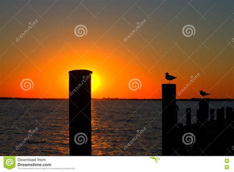 Sunset Seagull Silhouette stock image. Image of wharf - 74149373