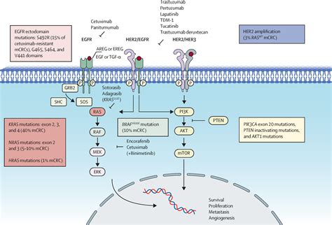 Targeting the EGFR signalling pathway in metastatic colorectal cancer - The Lancet ...