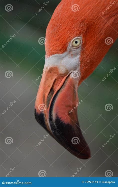 American Flamingo Close Up stock image. Image of american - 79226169