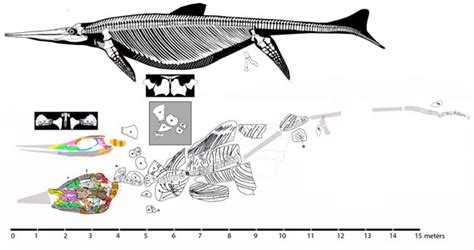 Shonisaurus sikanniensis