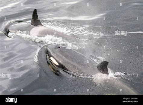 A small killer whale pod (Orcinus orca), surfacing in Behm Canal ...