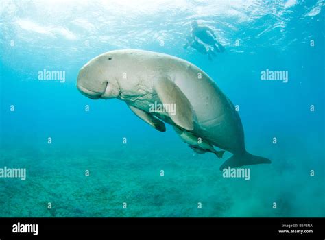 Dugong Sea Cow swimming to the surface to breathe snorkelers Gnathanodon Speciosus Egypt Red Sea ...