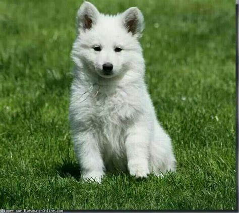 White wolf pup | Wolf pup, Pets, Animals