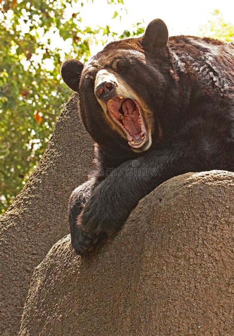 Bear Tongue stock photo. Image of mountains, licking, resting - 9632844