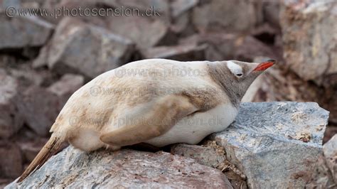 Total leucism .... Partial leucism ....Pale leucism .....Partial Pale ...