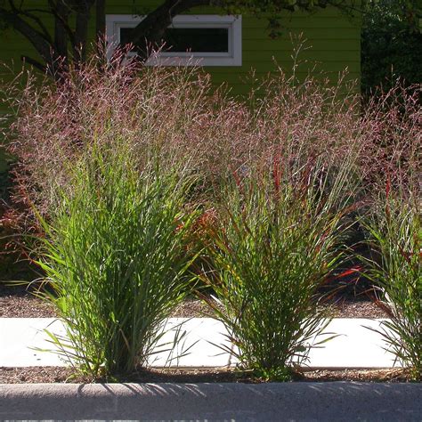 25 Kentucky Native Plants for Landscaping