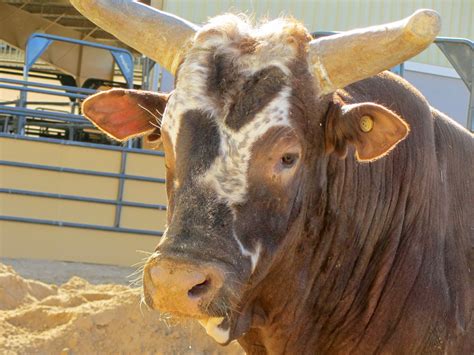 Bushwacker ends his legendary career after winning his third World Championship at the 2014 PBR ...