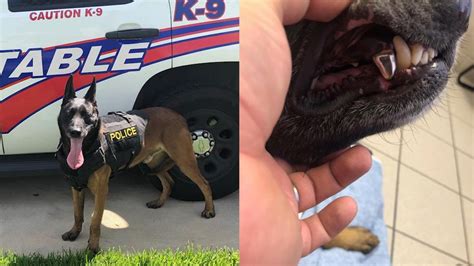 Harris County Precinct 4 K9 armed with shiny new titanium teeth - ABC13 ...