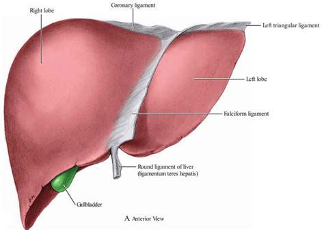 Falciform ligament of liver & falciform ligament function