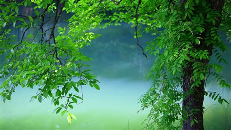 Green Nature Wallpaper - 4K