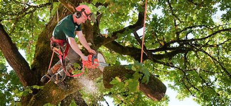 Tree Removal Abita Springs - Acadian Tree & Stump Services