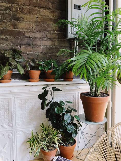 Caring for Indoor Plants in Low Light Conditions | Architectural Digest