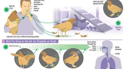 Detectan en México primer caso de influenza aviar